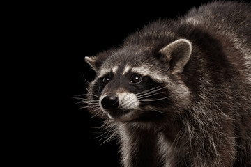 Closeup Portrait of Raccoon Looking with Curious Face isolated on Black Background