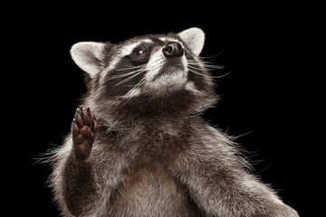 Closeup Portrait of Funny Raccoon Looking with Curious Face isolated on Black Background, Raising...