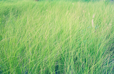 close up green grass flower on ground