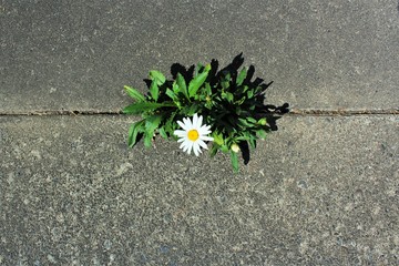 Beautiful and tough daisy grows in a crack in the pavement