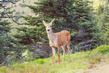 Deer
