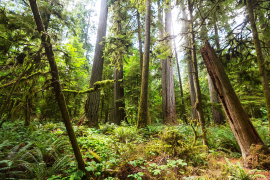 Fototapeta Vancouver forest
