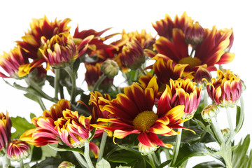 chrysanthemum in the pot