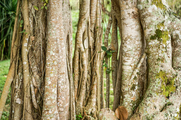 Banyan tree growing in Cuba