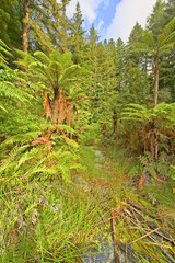 Whakarewarewa Forest, New Zealand