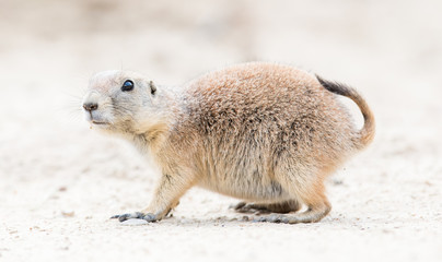 Black-Tailed prairie dog in it's natural habitat