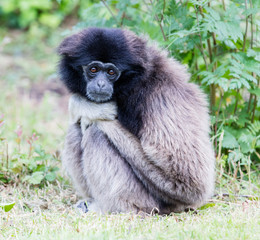 Adult white handed gibbon