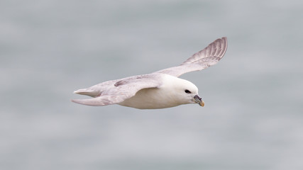 Fulmar, Fulmarus glacialis