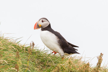Colorful Puffin isolated in natural environment