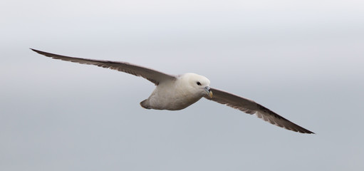 Fulmar, Fulmarus glacialis