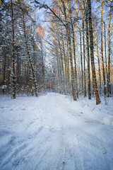 Trees in snow in the winter wood. Latvia. Europe.