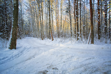 Trees in snow in the winter wood. Latvia. Europe.