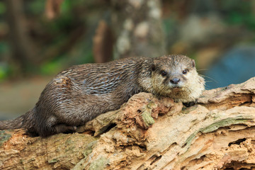 An oriental small-clawed otter , Aonyx cinerea, Asian small-clawed otter.