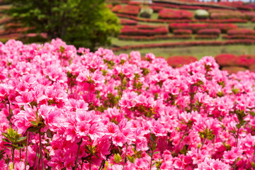 ピンクのクルメツツジの花