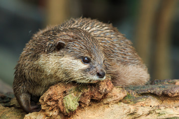 An oriental small-clawed otter , Aonyx cinerea, Asian small-clawed otter.