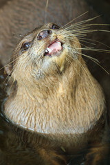 An oriental small-clawed otter , Aonyx cinerea, Asian small-clawed otter.