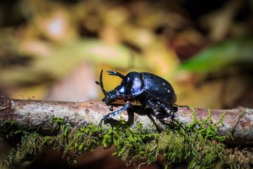 rhinoceros beetles (Enoplotrupes sharpi),Insects,beetle in Doi Inthanon National Park. Thailand
