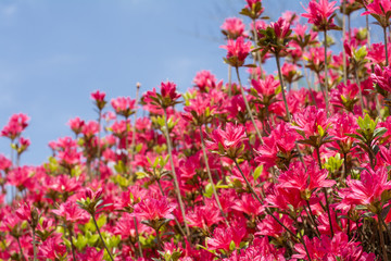Obraz na płótnie Canvas 青空の下の濃いピンクのクルメツツジの花