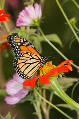 Fototapeta premium Monarch Butterfly