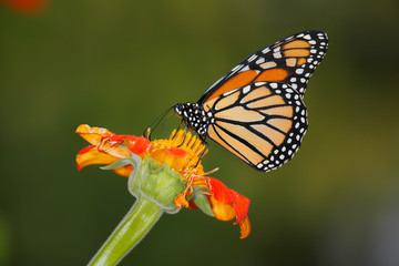 Fototapeta na wymiar Monarch Butterfly