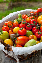 colorful tomatoes in basket