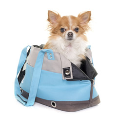 chihuahua and travel bag