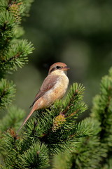 Siberian shrike (Brown shrike)