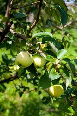 apple branch