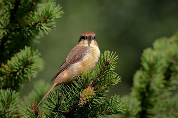 Siberian shrike (Brown shrike)