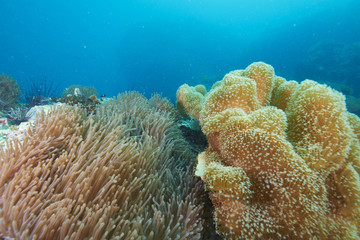 coral