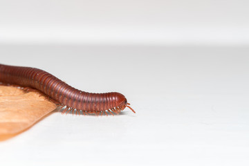 Siamese Pointy Tail Millipede
