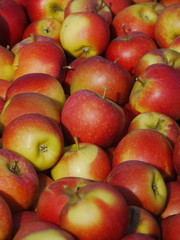 many apples in wooden boxes