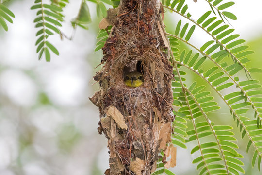 Cute little olive-backed yellow-bellied sunbird baby looking out from its hanging  flask-shaped nest (Cinnyris jugularis)