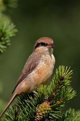 Siberian shrike (Brown shrike)