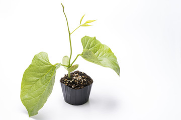 白バックのなた豆の苗