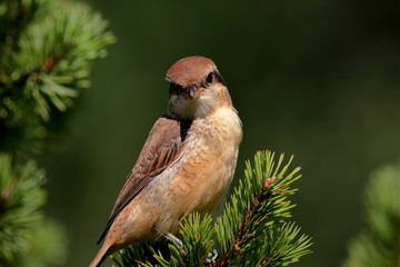 Siberian shrike (Brown shrike)