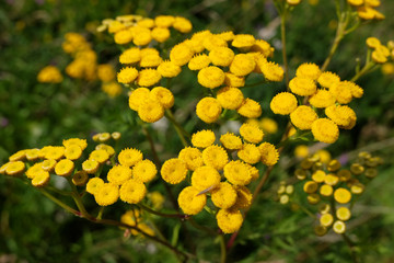 Helichrysum flowers, Immortelle flowers, summer meadow, Eastern Europe.
