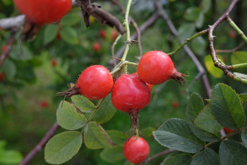 Ripening briar berries, foliage, Eastern Europe.