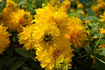 Fototapeta premium Yellow meadow flowers, summer, Eastern Europe.