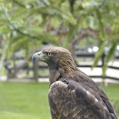 Close up of a golden eagle (Aquila chrysaetos)
