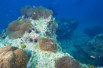 Fototapeta na wymiar coral