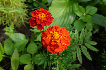 Ripening briar berries, foliage, Eastern Europe.