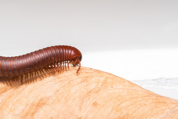 Siamese Pointy Tail Millipede
