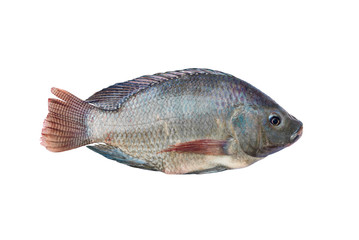 Tilapia and Nile tilapia, fresh freshwater fish, isolated on whi