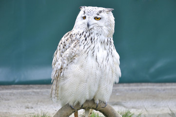 Siberian eagle owl, or bubo bubo sibiricus, perched on an innkeeper © Raquel Pedrosa
