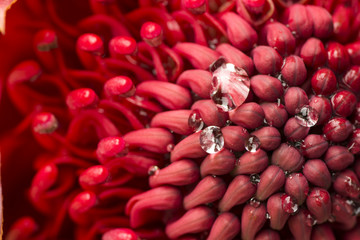 テロペアの花のアップと水滴