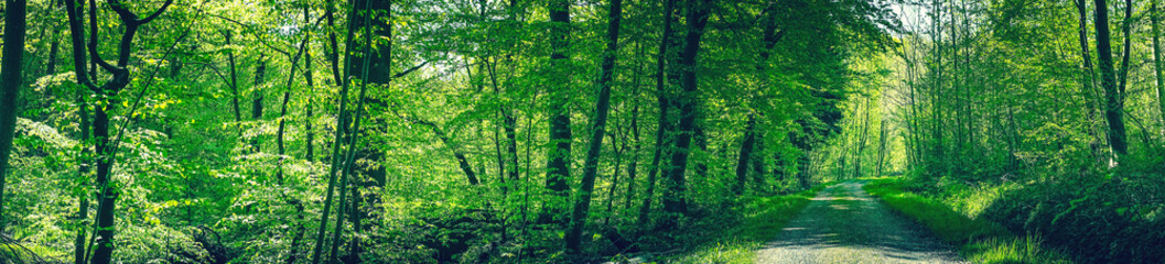 Fototapeta na wymiar Road in a green beech forest