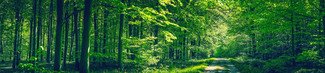 Keuken spatwand met foto Bomen langs een weg in een groen bos © Polarpx