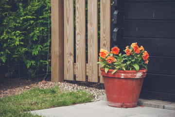 Flowerpot with orange flowers in a garden