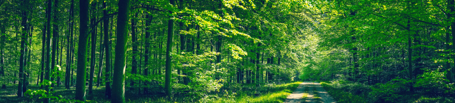 Trees by a road in a green forest
